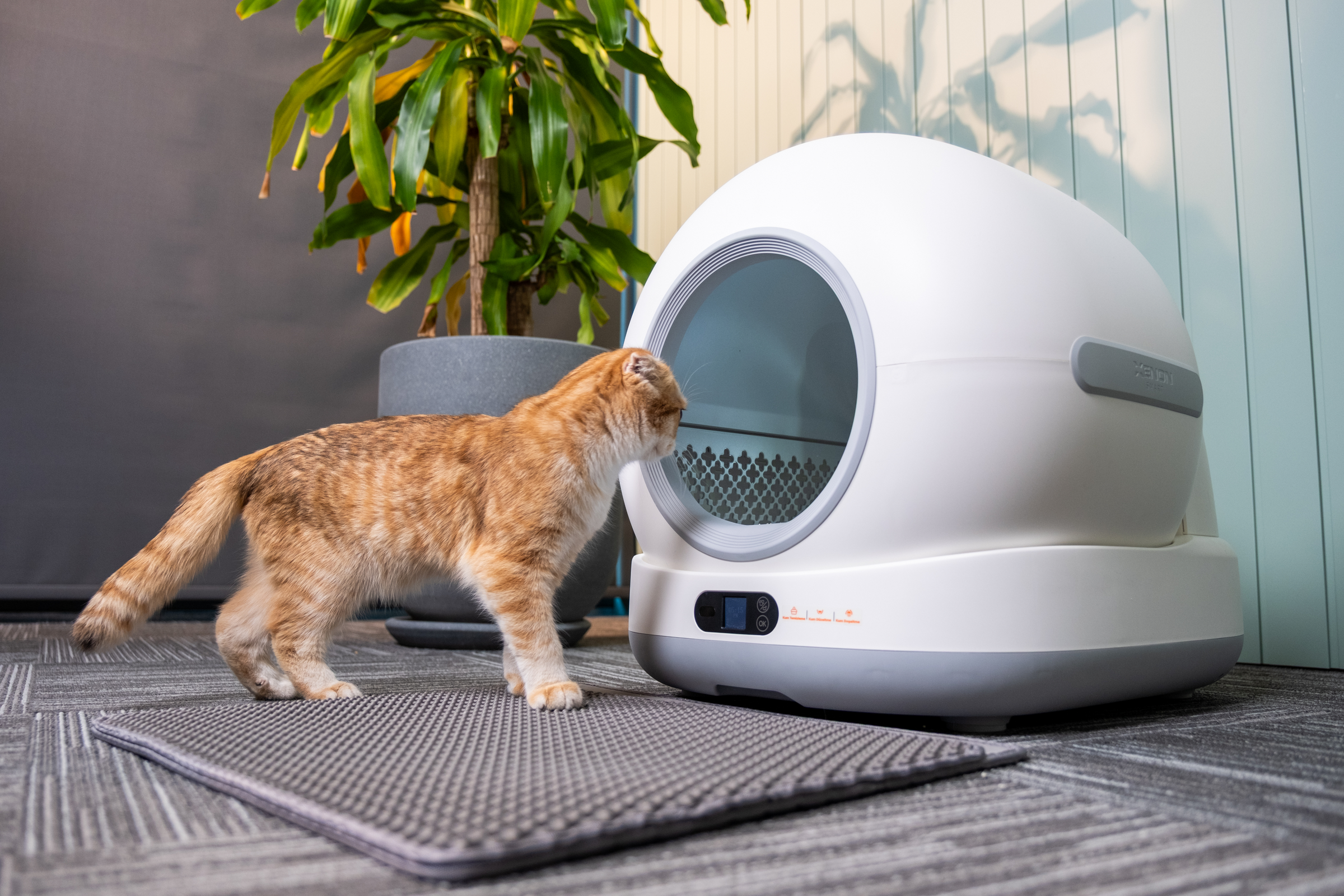 Akıllı kedi tuvaletine yaklaşan turuncu kedi